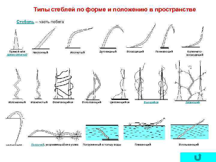Типы стеблей по форме и положению в пространстве Стебель – часть побега Прямой или