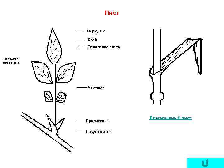 Лист Верхушка Край Основание листа Листовая пластинка Черешок Прилистник Пазуха листа Влагалищный лист 