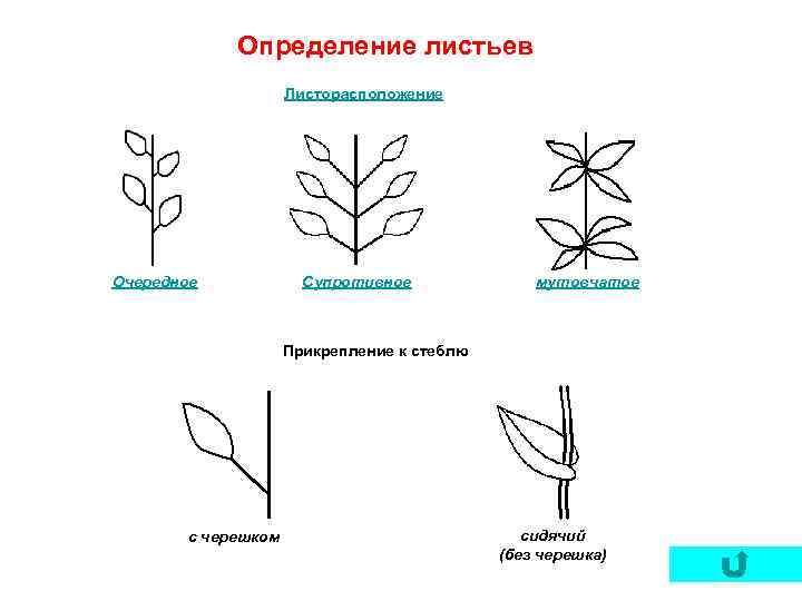Определение листьев Листорасположение Очередное Супротивное мутовчатое Прикрепление к стеблю с черешком сидячий (без черешка)