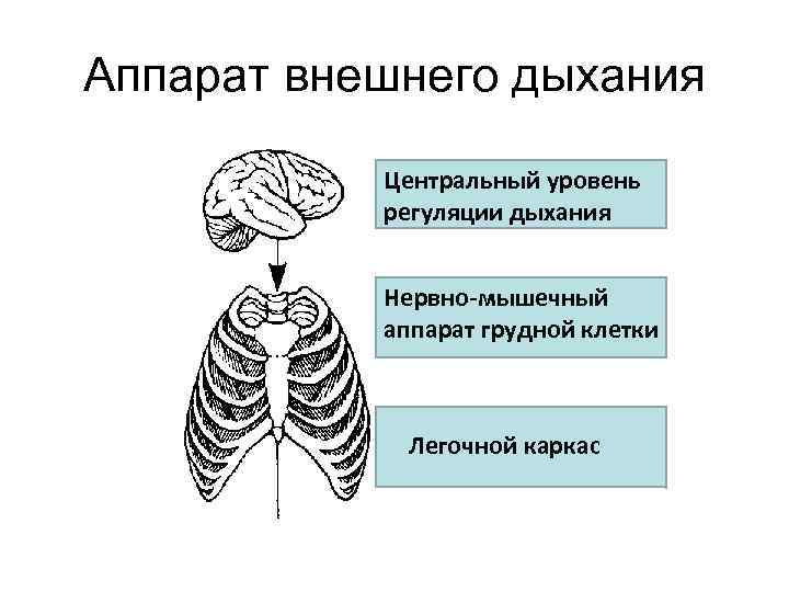 Аппарат внешнего дыхания Центральный уровень регуляции дыхания Нервно-мышечный аппарат грудной клетки Легочной каркас 