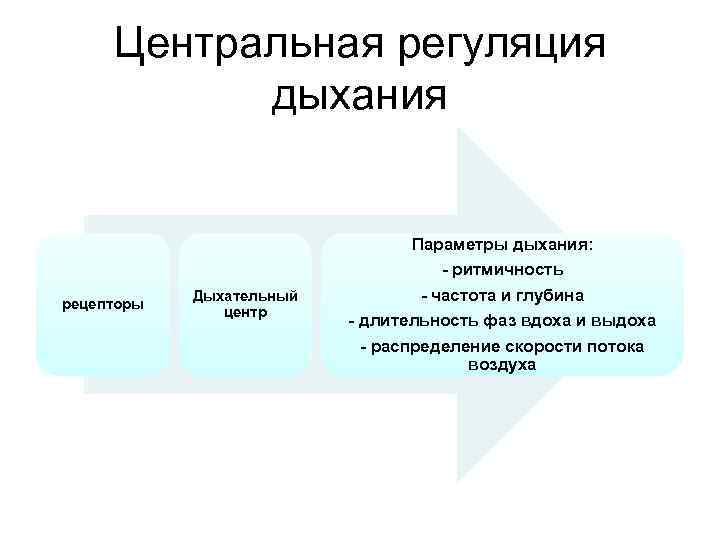 Центральная регуляция дыхания рецепторы Дыхательный центр Параметры дыхания: - ритмичность - частота и глубина