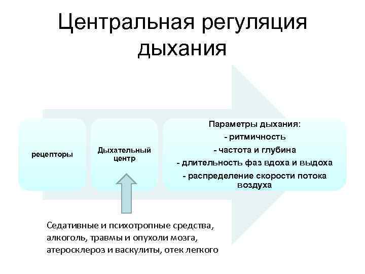 Центральная регуляция дыхания рецепторы Дыхательный центр Параметры дыхания: - ритмичность - частота и глубина