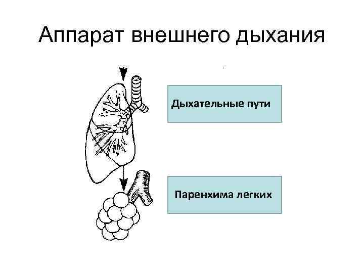 Аппарат внешнего дыхания Дыхательные пути Паренхима легких 