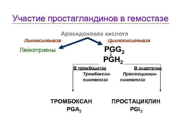 Участие простагландинов в гемостазе Арахидоновая кислота Липоксигеназа Циклооксигеназа PGG 2 PGH 2 Лейкотриены В