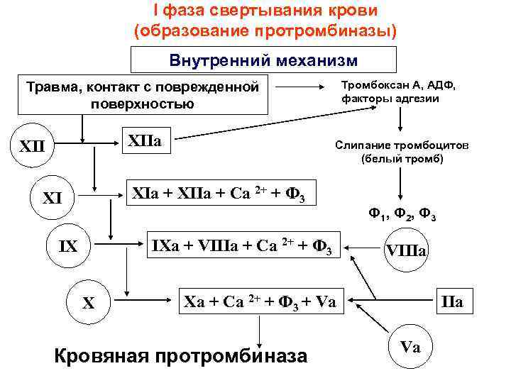 I фаза свертывания крови (образование протромбиназы) Внутренний механизм Тромбоксан А, АДФ, факторы адгезии Травма,