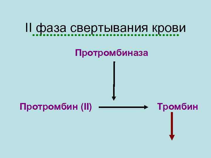 II фаза свертывания крови Протромбиназа Протромбин (II) Тромбин 