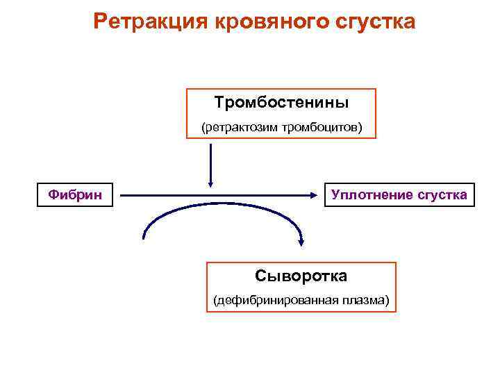 Ретракция кровяного сгустка Тромбостенины (ретрактозим тромбоцитов) Фибрин Уплотнение сгустка Сыворотка (дефибринированная плазма) 