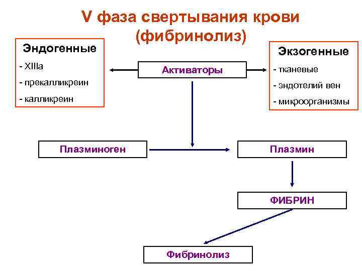 V фаза свертывания крови (фибринолиз) Эндогенные - XIIIa Экзогенные Активаторы - тканевые - прекалликреин