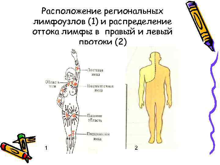 Расположение региональных лимфоузлов (1) и распределение оттока лимфы в правый и левый протоки (2)
