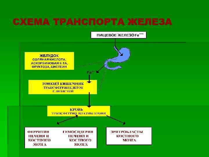 СХЕМА ТРАНСПОРТА ЖЕЛЕЗА 