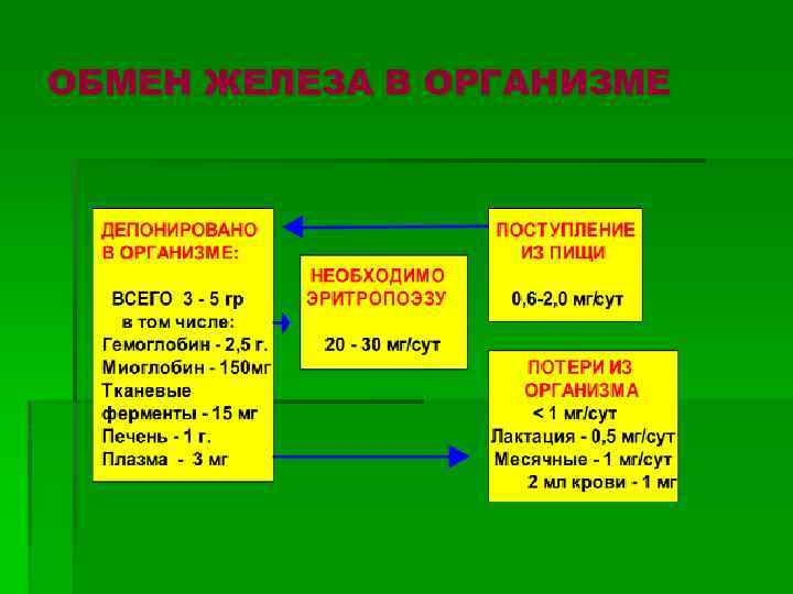 ОБМЕН ЖЕЛЕЗА В ОРГАНИЗМЕ 