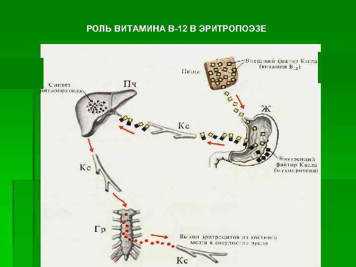 РОЛЬ ВИТАМИНА В-12 В ЭРИТРОПОЭЗЕ 