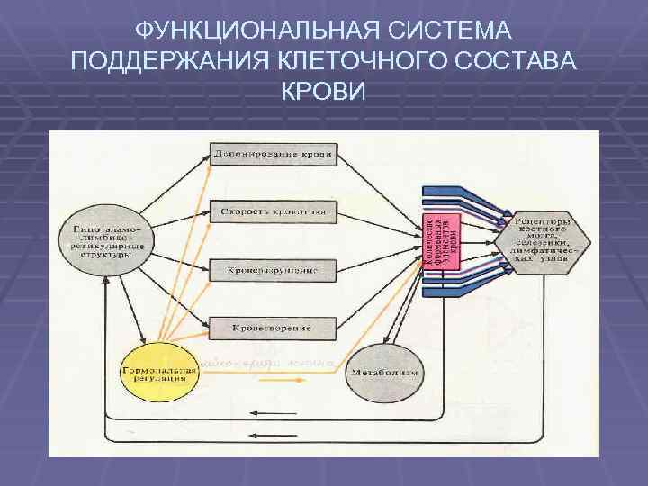 ФУНКЦИОНАЛЬНАЯ СИСТЕМА ПОДДЕРЖАНИЯ КЛЕТОЧНОГО СОСТАВА КРОВИ 