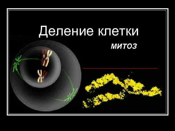 Деление клетки МИТОЗ 