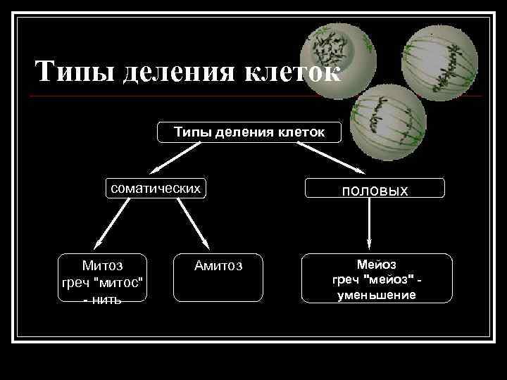 Типы деления клеток соматических Митоз греч 