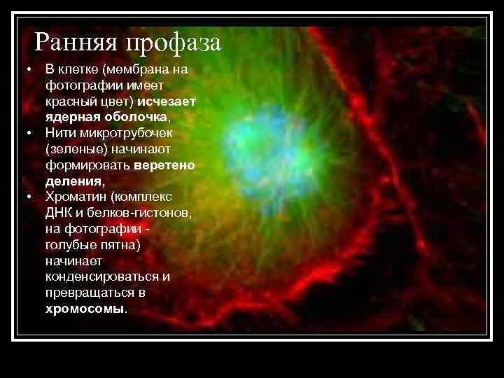 Ранняя профаза • • • В клетке (мембрана на фотографии имеет красный цвет) исчезает