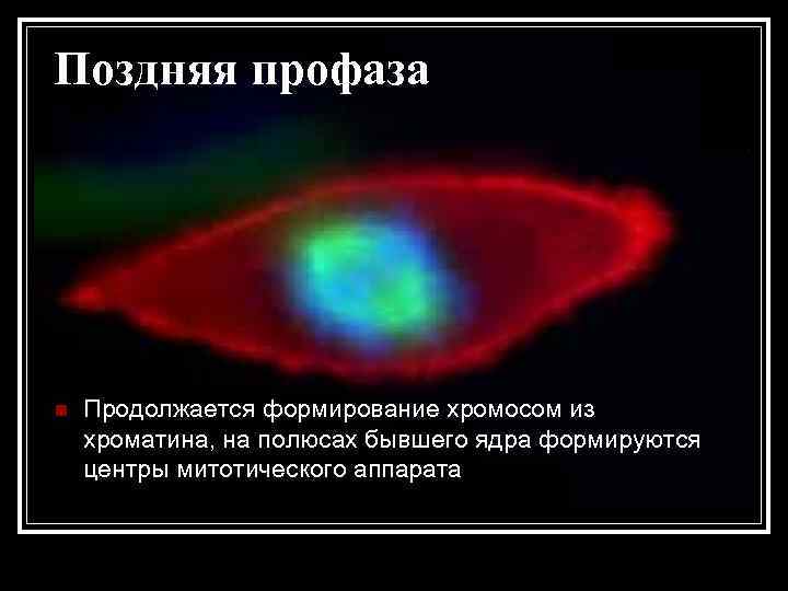 Поздняя профаза n Продолжается формирование хромосом из хроматина, на полюсах бывшего ядра формируются центры