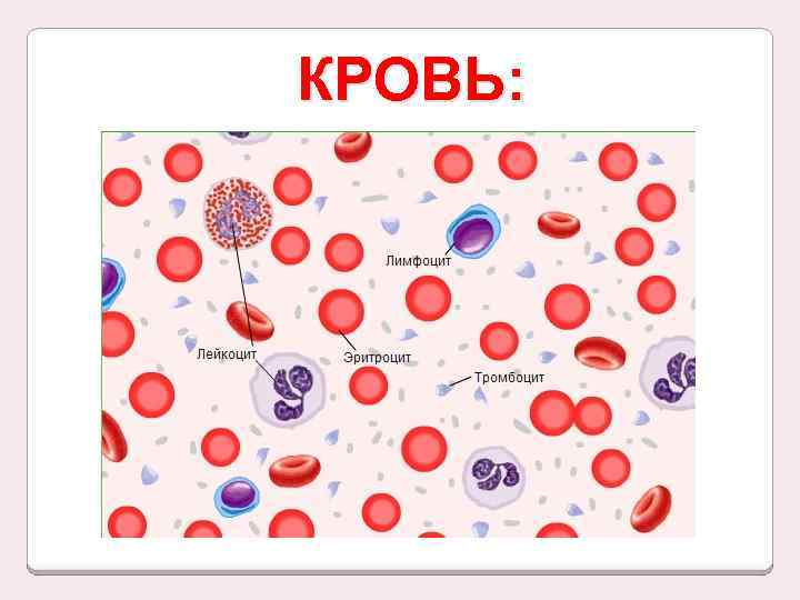 Клетки крови клетки рисунок