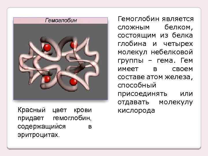 Красный цвет крови придает гемоглобин, содержащийся в эритроцитах. Гемоглобин является сложным белком, состоящим из