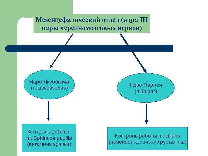 Мезенцефалический отдел (ядра III пары черепномозговых нервов) Ядро Якубовича (n. accessorius) Контроль работы m.