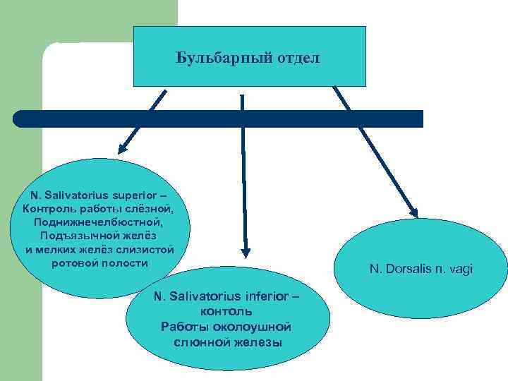 Бульбарный отдел N. Salivatorius superior – Контроль работы слёзной, Поднижнечелбюстной, Подъязычной желёз и мелких