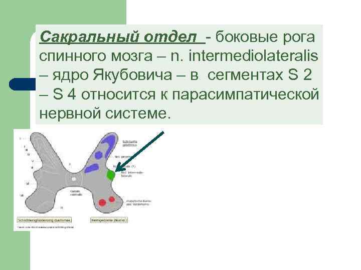 Сакральный отдел - боковые рога спинного мозга – n. intermediolateralis – ядро Якубовича –