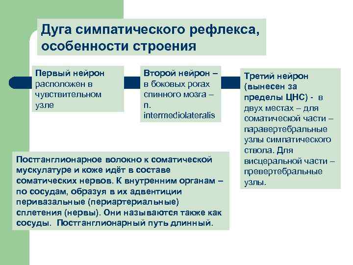 Дуга симпатического рефлекса, особенности строения Первый нейрон расположен в чувствительном узле Второй нейрон –