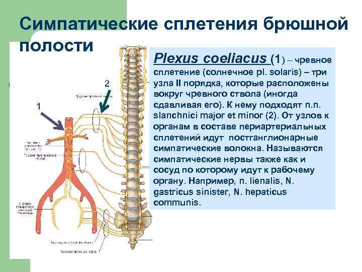 Нервные узлы сплетения. Грудной отдел симпатического ствола. Симпатический ствол анатомия. Симпатический ствол топография. Симпатический ствол иннервация.