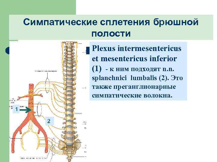 Симпатические сплетения брюшной полости Plexus intermesentericus et mesentericus inferior (1) - к ним подходят