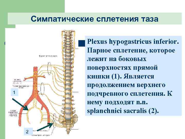 В стенке пищевода вегетативные нервные сплетения располагаются