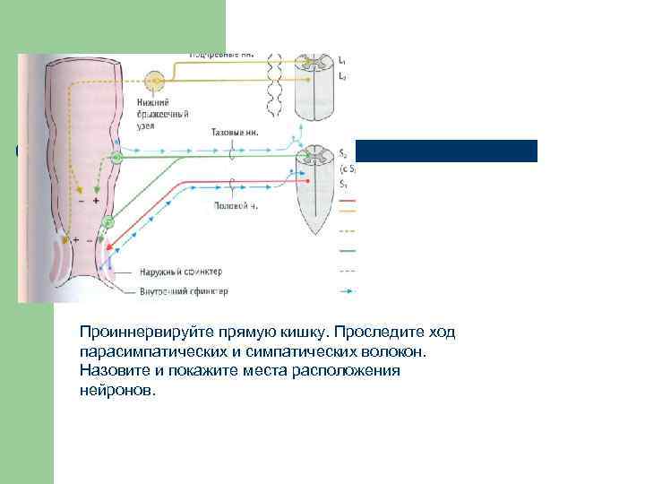 Проиннервируйте прямую кишку. Проследите ход парасимпатических и симпатических волокон. Назовите и покажите места расположения