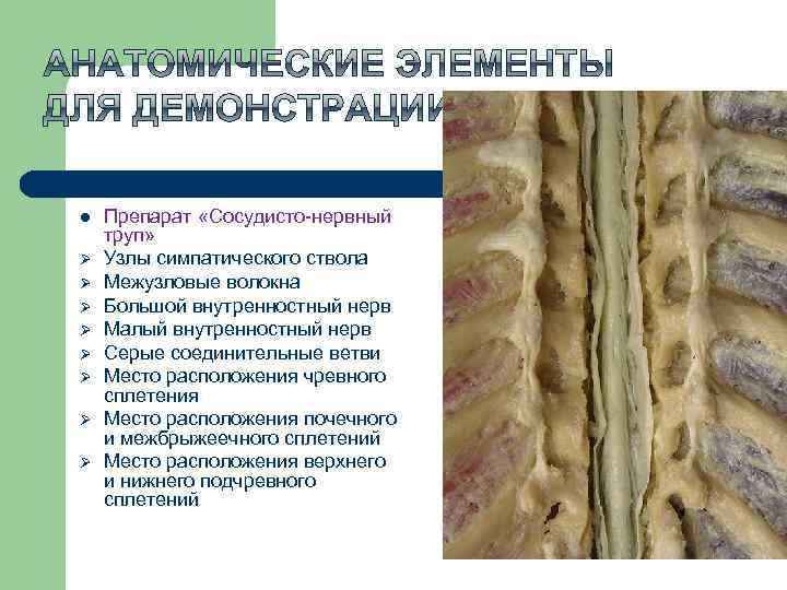 l Ø Ø Ø Ø Препарат «Сосудисто-нервный труп» Узлы симпатического ствола Межузловые волокна Большой