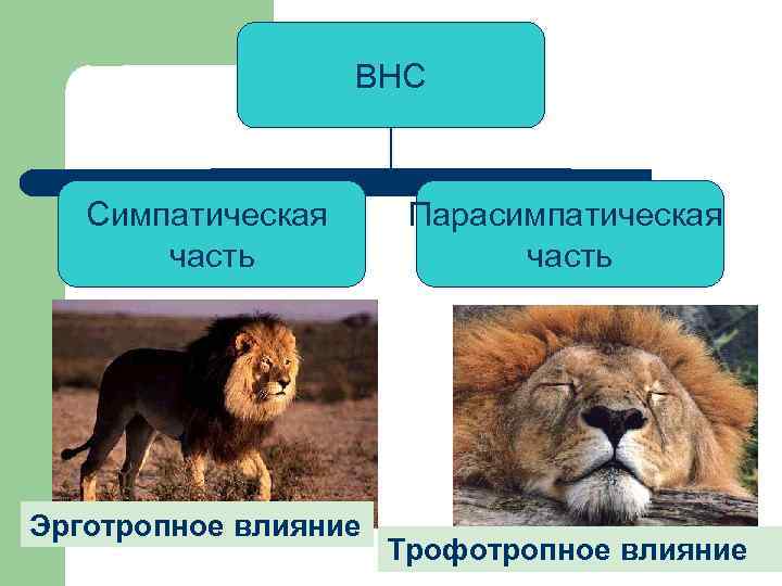 ВНС Симпатическая часть Эрготропное влияние Парасимпатическая часть Трофотропное влияние 