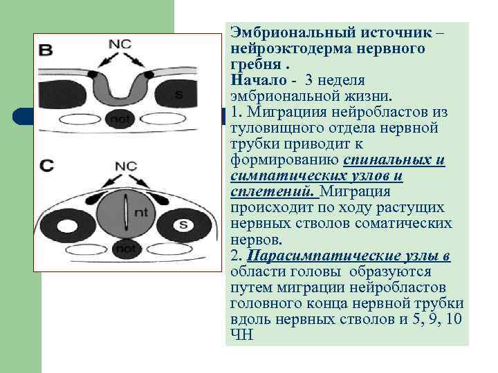 Эмбриональный источник – нейроэктодерма нервного гребня. Начало - 3 неделя эмбриональной жизни. 1. Миграциия