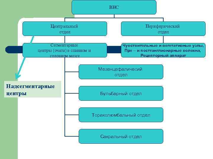 ВНС Центральный отдел Периферический отдел Сегментарные центры (очаги) в спинном и головном мозге Чувствительные
