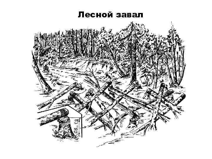 Лесной завал 