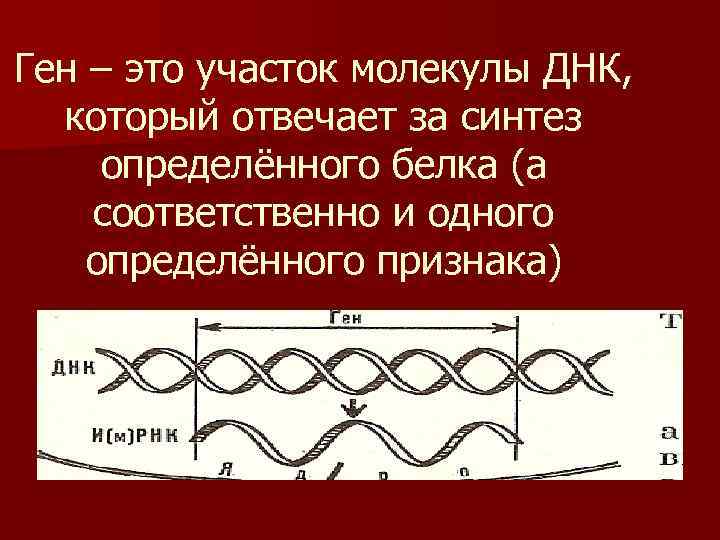 Ген – это участок молекулы ДНК, который отвечает за синтез определённого белка (а соответственно