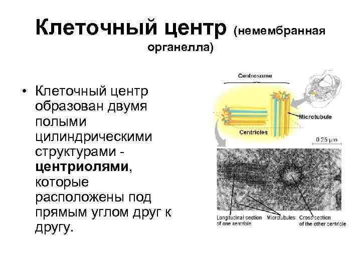 Клеточный центр (немембранная органелла) • Клеточный центр образован двумя полыми цилиндрическими структурами центриолями, которые