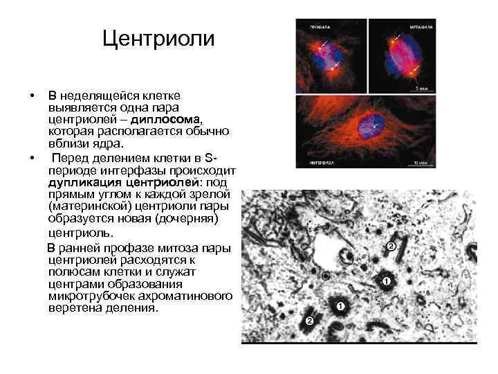 Центриоль деление клетки лизосома какое понятие