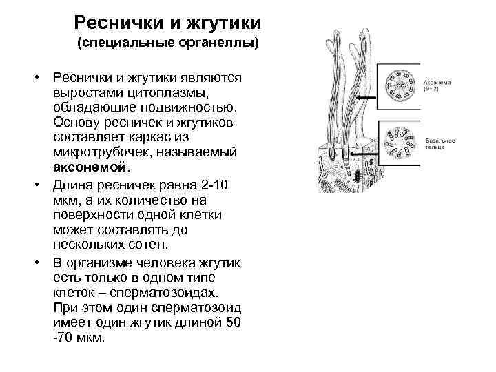 Функция жгутиков и ресничек. Реснички и жгутики строение и функции. Жгутики строение и функции.