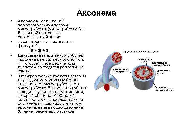 Строение жгутика эукариот