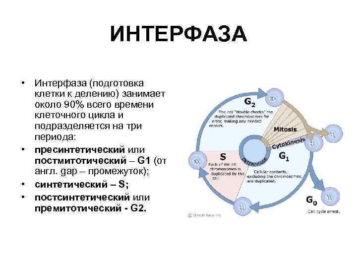 Клеточный цикл это интерфаза