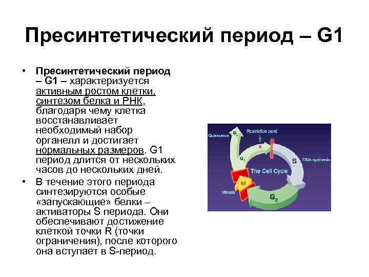 Пресинтетический период – G 1 • Пресинтетический период – G 1 – характеризуется активным