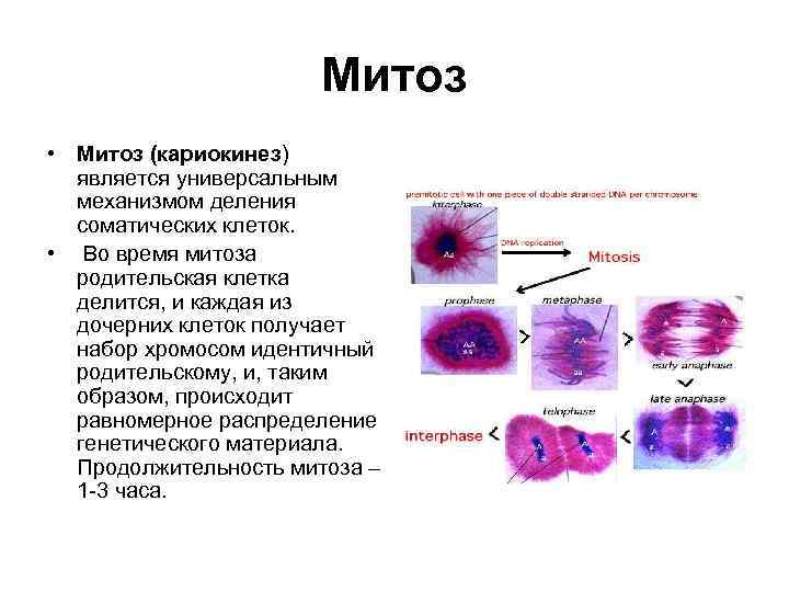 Митоз • Митоз (кариокинез) является универсальным механизмом деления соматических клеток. • Во время митоза