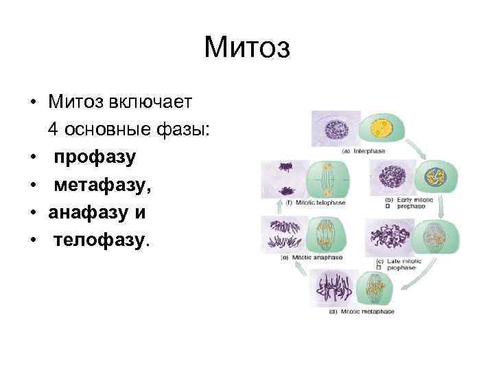 Митоз • Митоз включает 4 основные фазы: • профазу • метафазу, • анафазу и