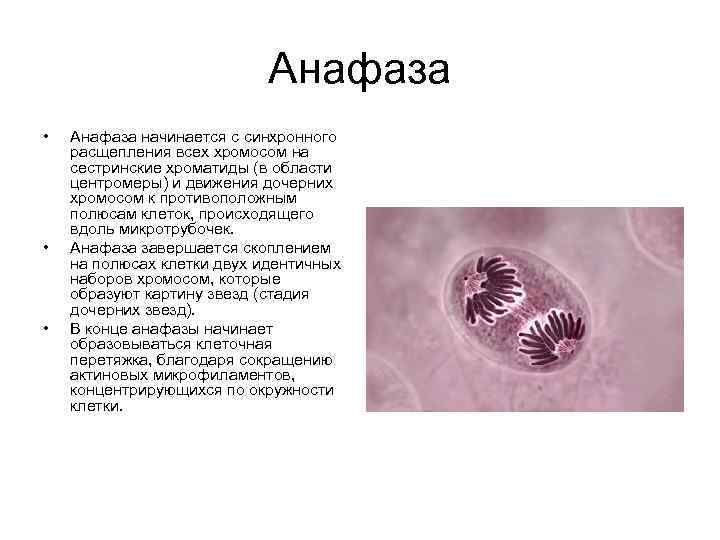 Анафаза • • • Анафаза начинается с синхронного расщепления всех хромосом на сестринские хроматиды
