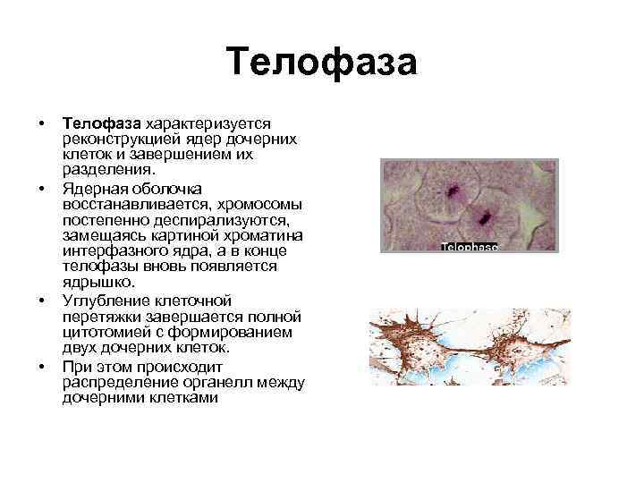 Телофаза • • Телофаза характеризуется реконструкцией ядер дочерних клеток и завершением их разделения. Ядерная