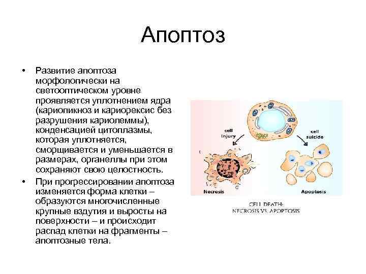 Содержит ферменты осуществляющие апоптоз. Апоптозные тела. При апоптозе происходит. Апоптоз это в биологии. Апоптоз кариорексис кариопикноз.
