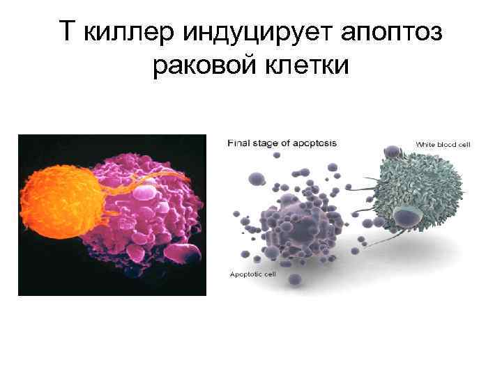 Т киллер индуцирует апоптоз раковой клетки 