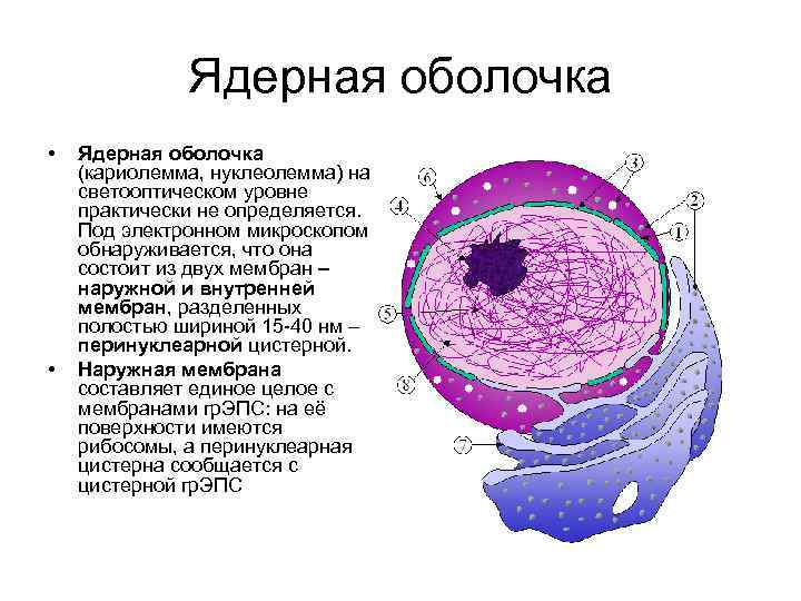 Ядерная оболочка • • Ядерная оболочка (кариолемма, нуклеолемма) на светооптическом уровне практически не определяется.